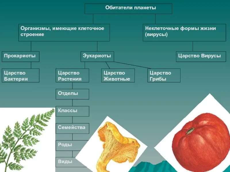 Жизненные формы клетки. Формы организмов клеточные и неклеточные. Неклеточные формы жизни организмы. Организмы имеющие клеточное строение. Прокариоты и эукариоты систематика.