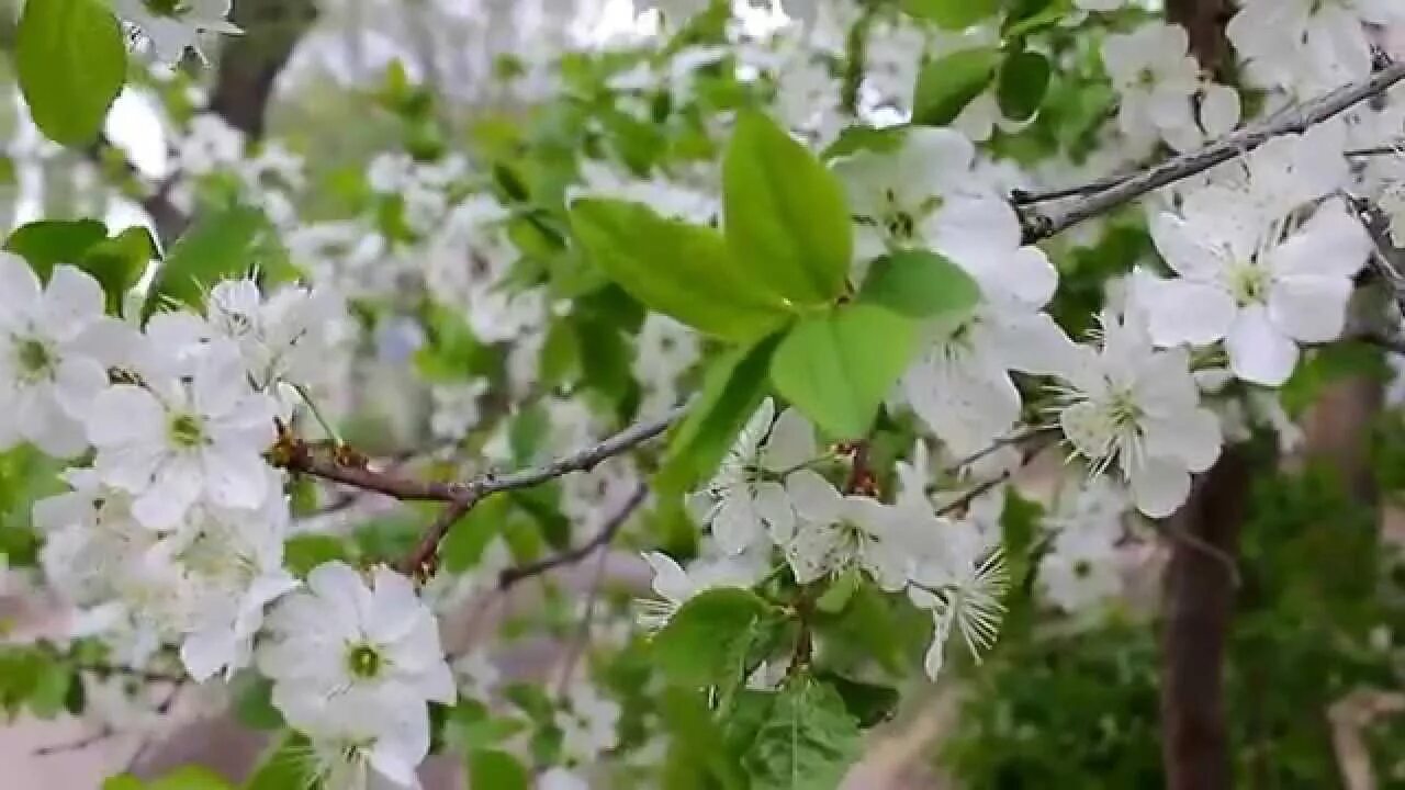 Музыка яблоня. Яблоневый цвет. Яблони в цвету. Вишни в цвету. Яблоня в цвету после дождя.