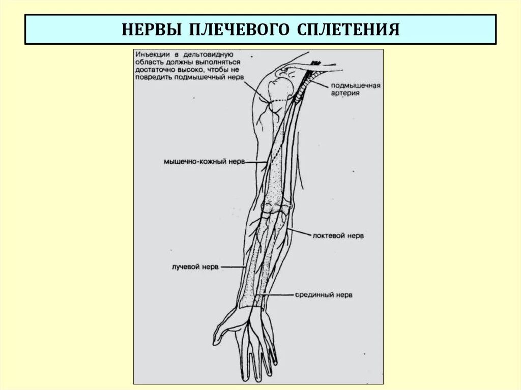 Кожно нервные. Срединный нерв анатомия схема. Плечевое сплетение схема иннервация. Нервы плеча и предплечья анатомия. Нервы плечевого сплетения анатомия.