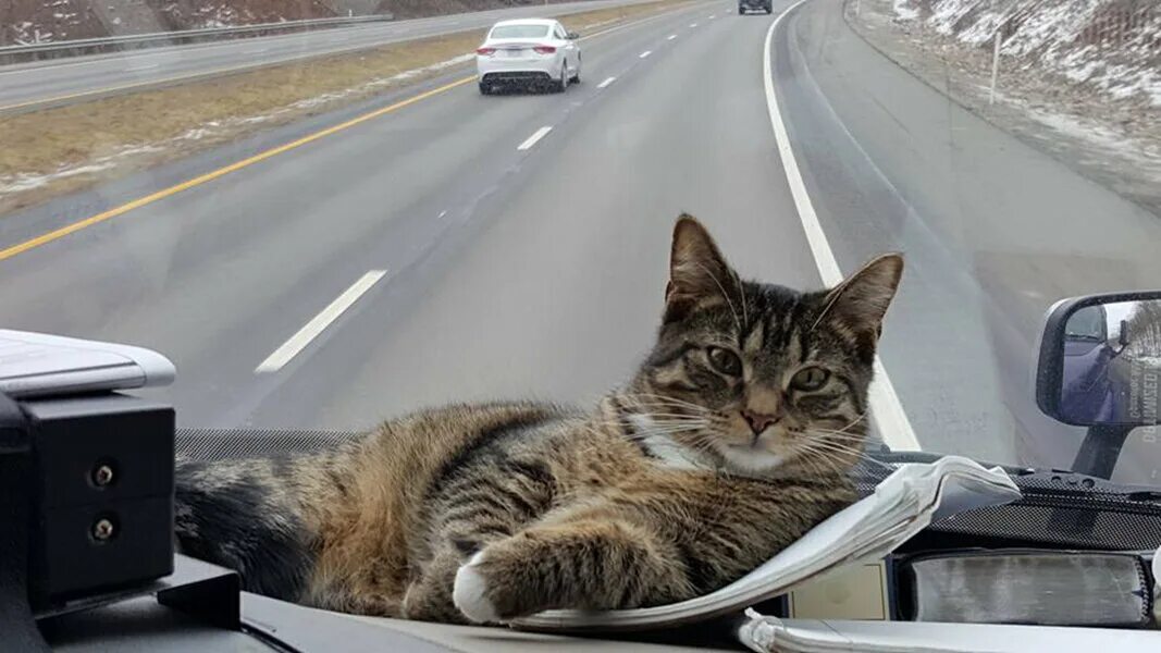Коты ездят. Кот дальнобойщик. Кот в грузовике. Кот едет. Питомцы дальнобойщиков.