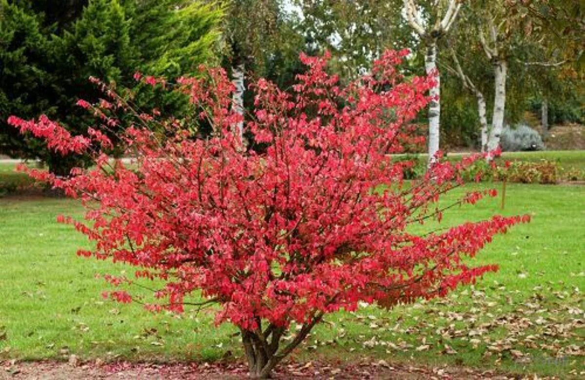Форзиция кустарник. Форзиция зеленая. Сад кавати фудзи. Каштан лесной дерево. Форзиция корейская комсан.