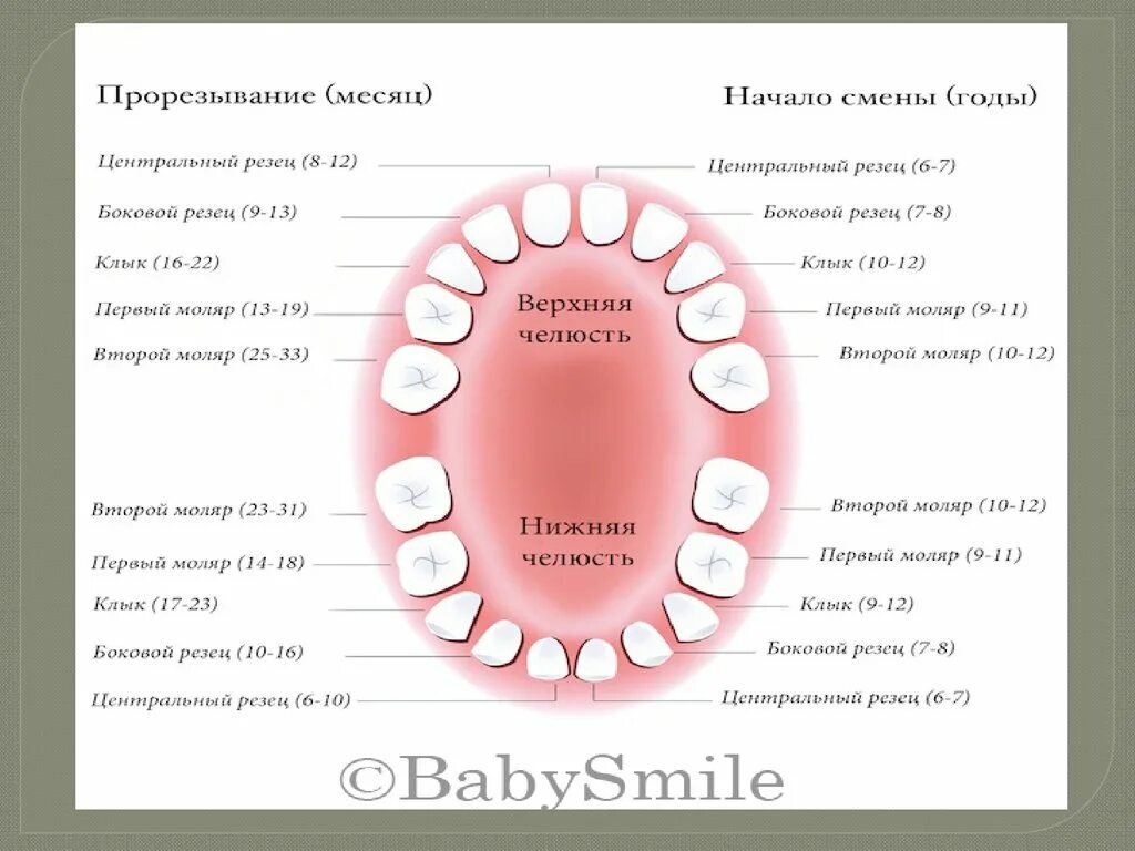 Как узнать какой зуб. Зубы по счету. Номера зубов. Двухканальные и трехканальные зубы. Одноканальные зубы.