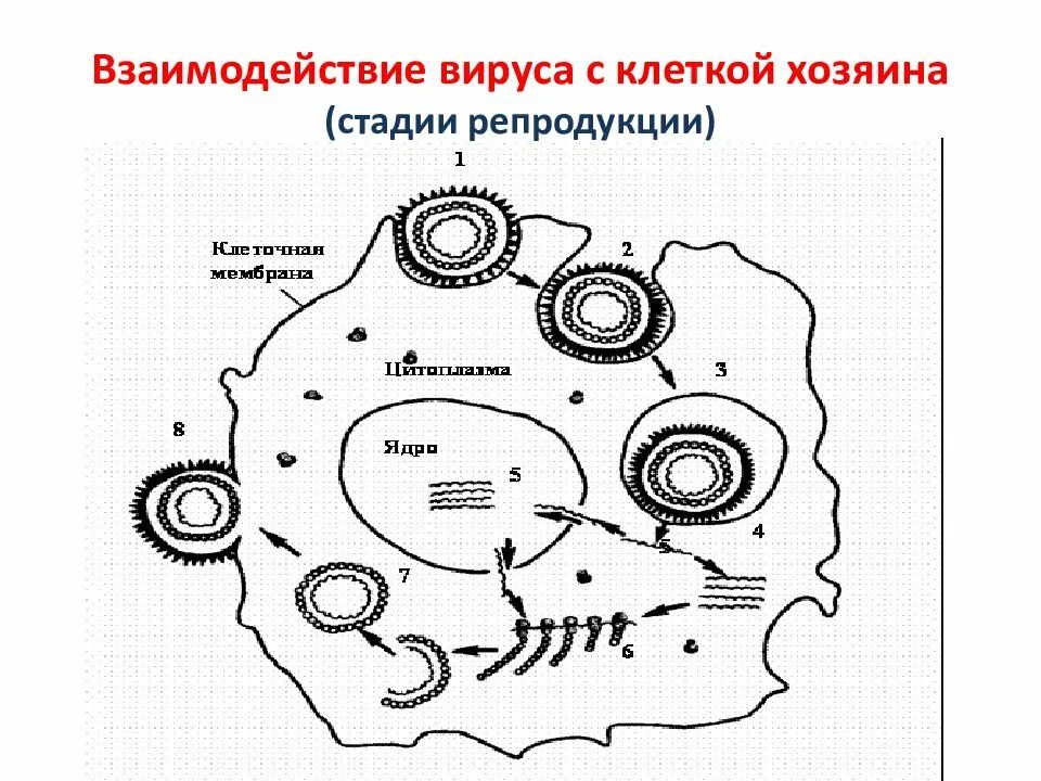 Этапы взаимодействия вируса и клетки схема. Основные этапы взаимодействия вируса с клеткой хозяина схема. Этапы взаимодействия вируса с клеткой рисунок. Стадии продуктивного типа взаимодействия вируса с клеткой. Этапы взаимодействия с клеткой