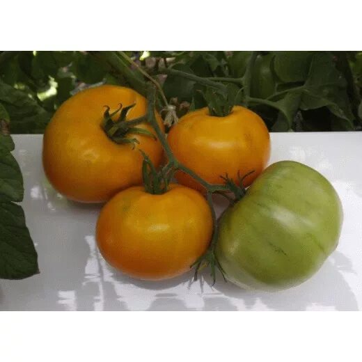 Сорт томатов ананас фото Томат Чёрный ананас (Black Pineaple)