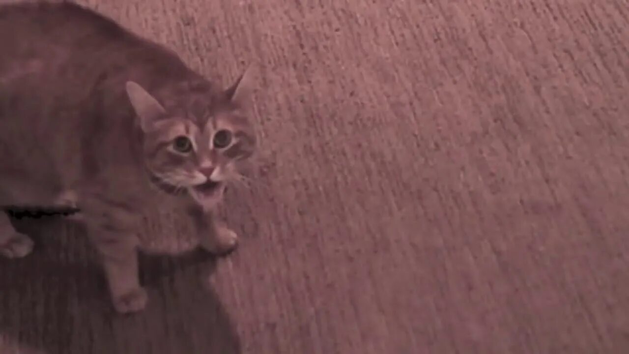 Включи видео cat net. Злой кот. кот злится. злой кот видео.