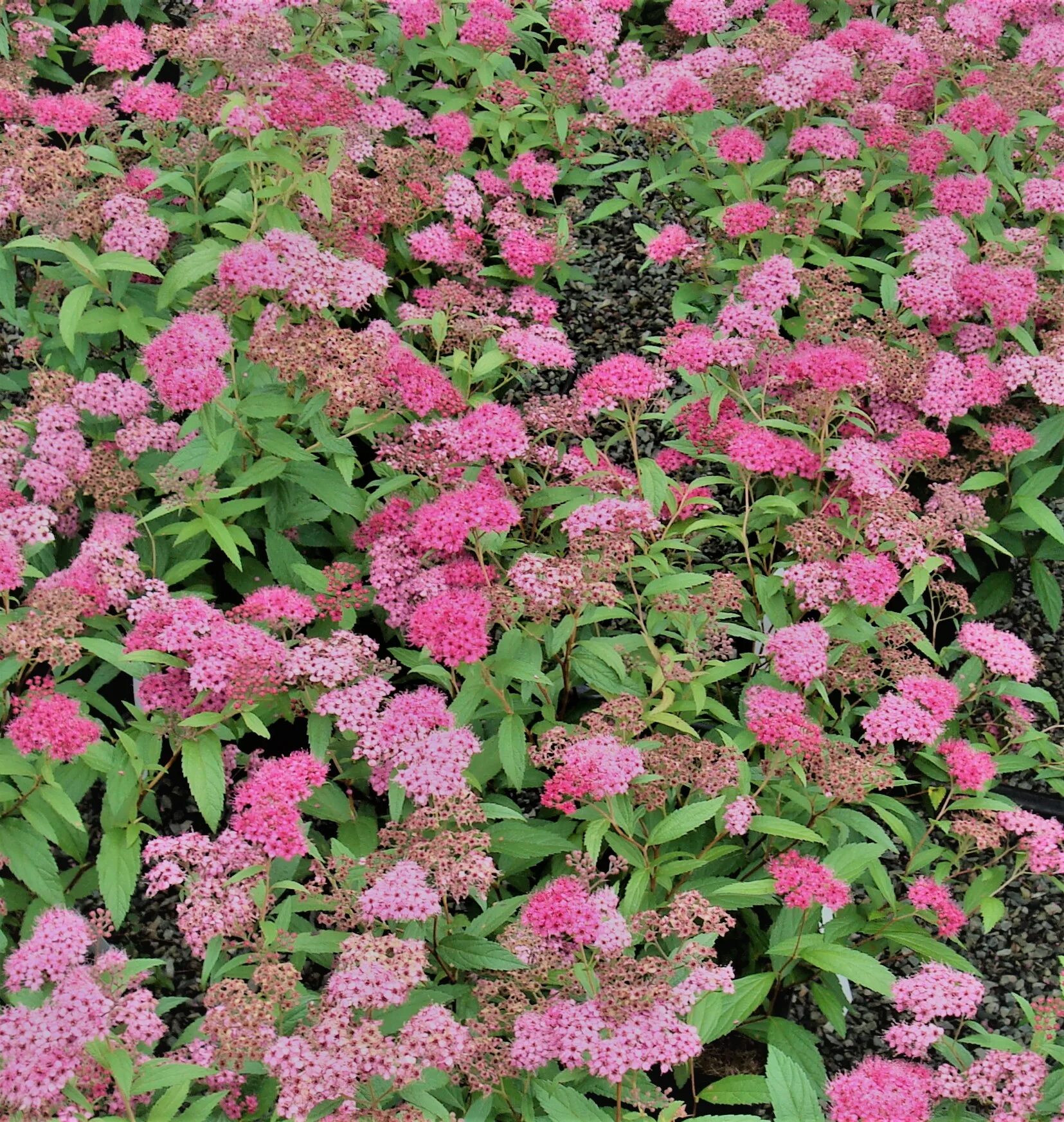 Спирея какая почва. Спирея японская (Spiraea japonica). Спирея японская Манон. Спирея Зигунерблют. Спирея японская Зигунерблют.