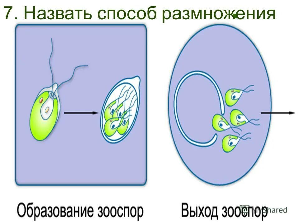 Хлорелла отличается. Хламидомонада и хлорелла различия. Водоросли хлорелла и хламидомонада строение. Хламидомонада и хлорелла. Сравнение строения хлореллы и хламидомонады.