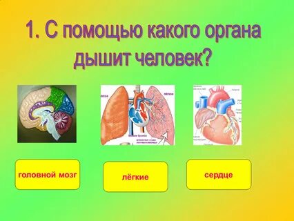 Рассказать о органах человека