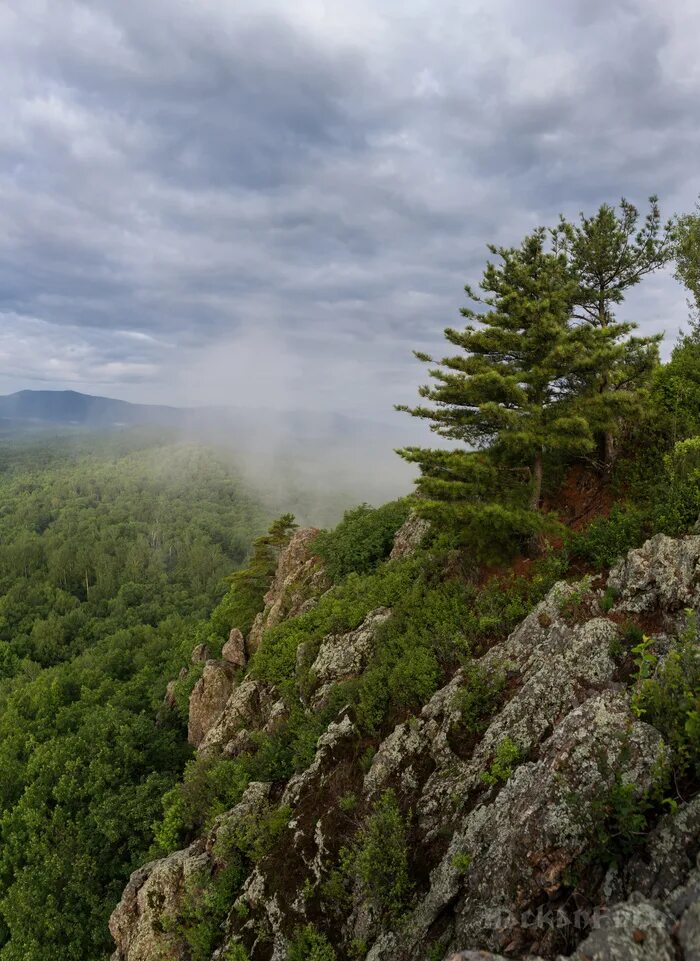 Леса дальнего востока. Широколиственный лес дальнего востока. Хвойный лес сахалин. Дальний восток уссурийская тайга. Верхнебуреинский район заповедник.