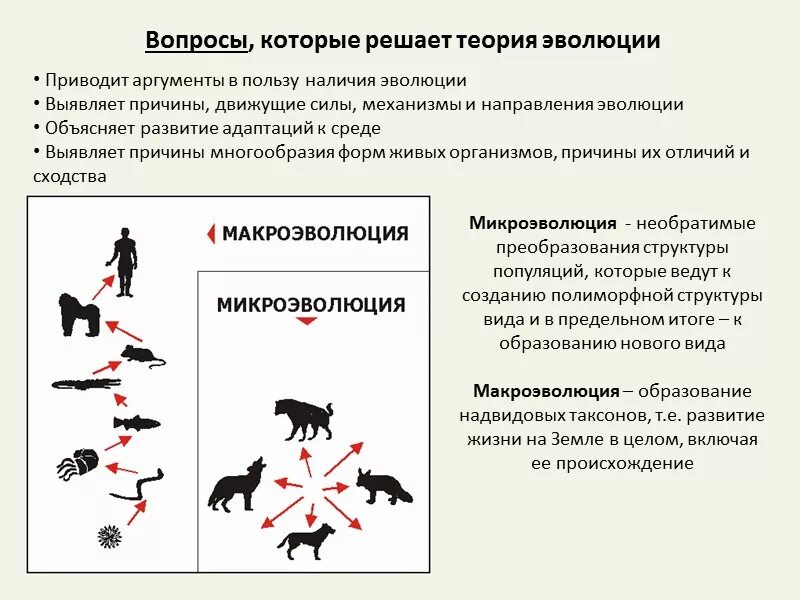 Теория эволюции. Развитие теории эволюции. Эволюционная теория. Теория направленной эволюции.