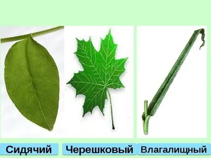Какие листья называют черешковыми