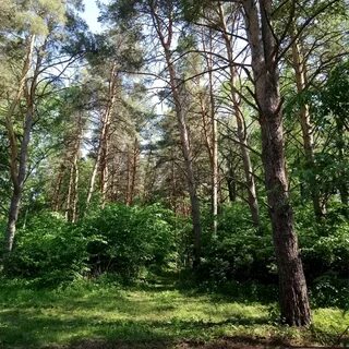 Стерлитамак лесная