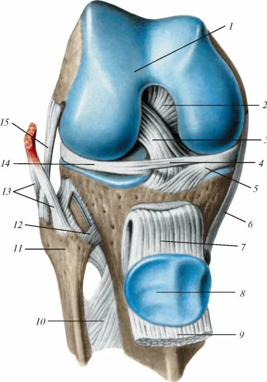 Связка головки. Коленный сустав анатомия связки надколенника. Коленный сустав вид спереди анатомия. Сухожилия коленного сустава анатомия. Крестообразные связки колена анатомия.