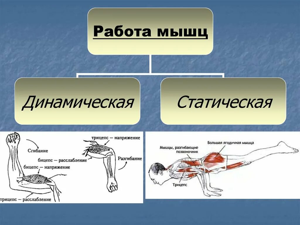 Работа мышцы зависит. Динамическая и статическая работа мышц схема. Динамическая и статическая работа мышц утомление мышц. Работа мышц презентация. Презентацию на тему "работа мышц"..