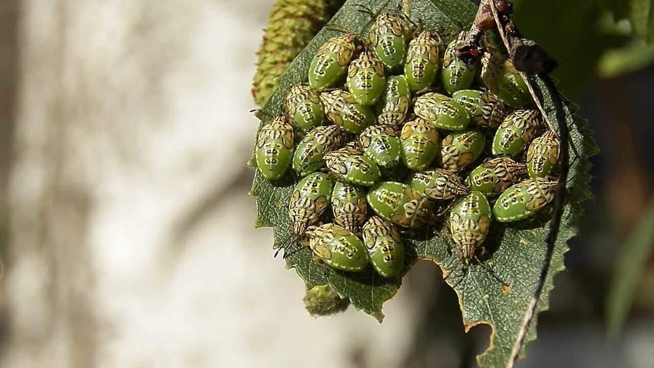 Тля бахчевая (aphis gossypii). Жук щитник. Зеленая яблонная тля имаго. Элазмостетус берёзовый. Жучки на березе.