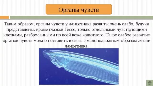 Органы чувств ланцетника. Органы чувств ланцетника представлены. Система органов чувств ланцетника. Органы чувств у ланцетника 7 класс. Класс Ланцетники органы чувств.