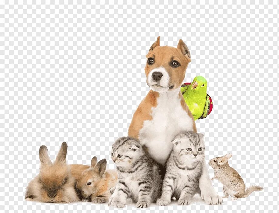 Котик с мышкой. Детские картинки. Собака кошка мышка. Развлечения для кошек. Собаки кошки мышки.