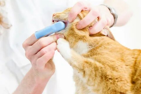 Чем чистить зубы кошке