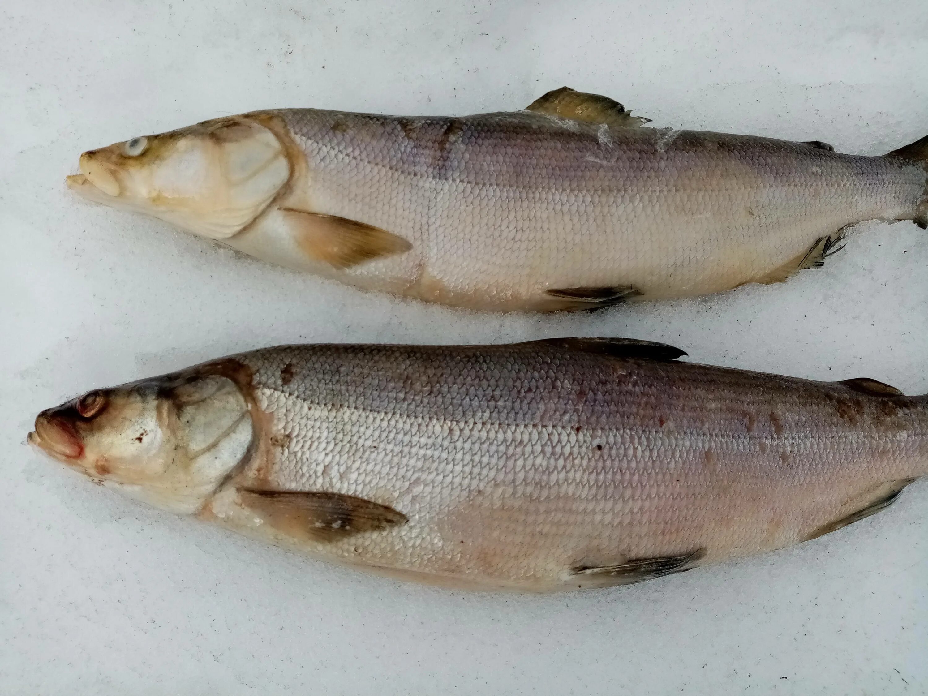 Обыкновенный сиг (coregonus lavaretus). Сиг ладожский. Сиг-01. Сиг рыба. Coregonus baunti.