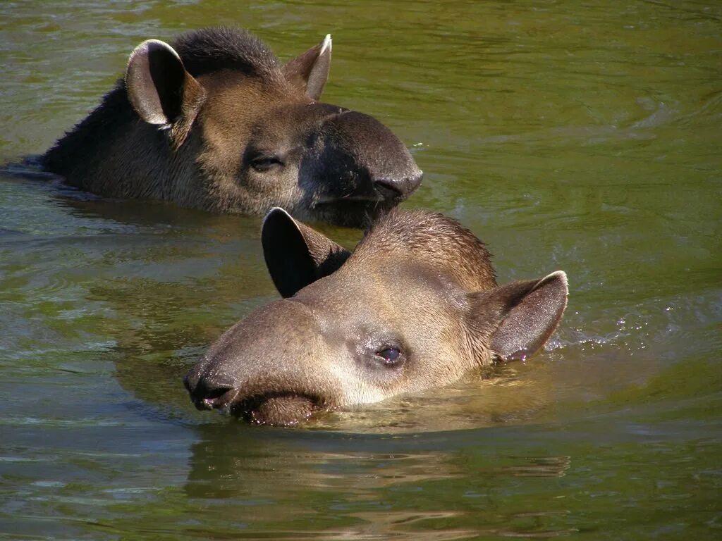 Животные в реальности. Тапир в воде. Тапир животное. Гнездовик животное. Тапир животное в воде.