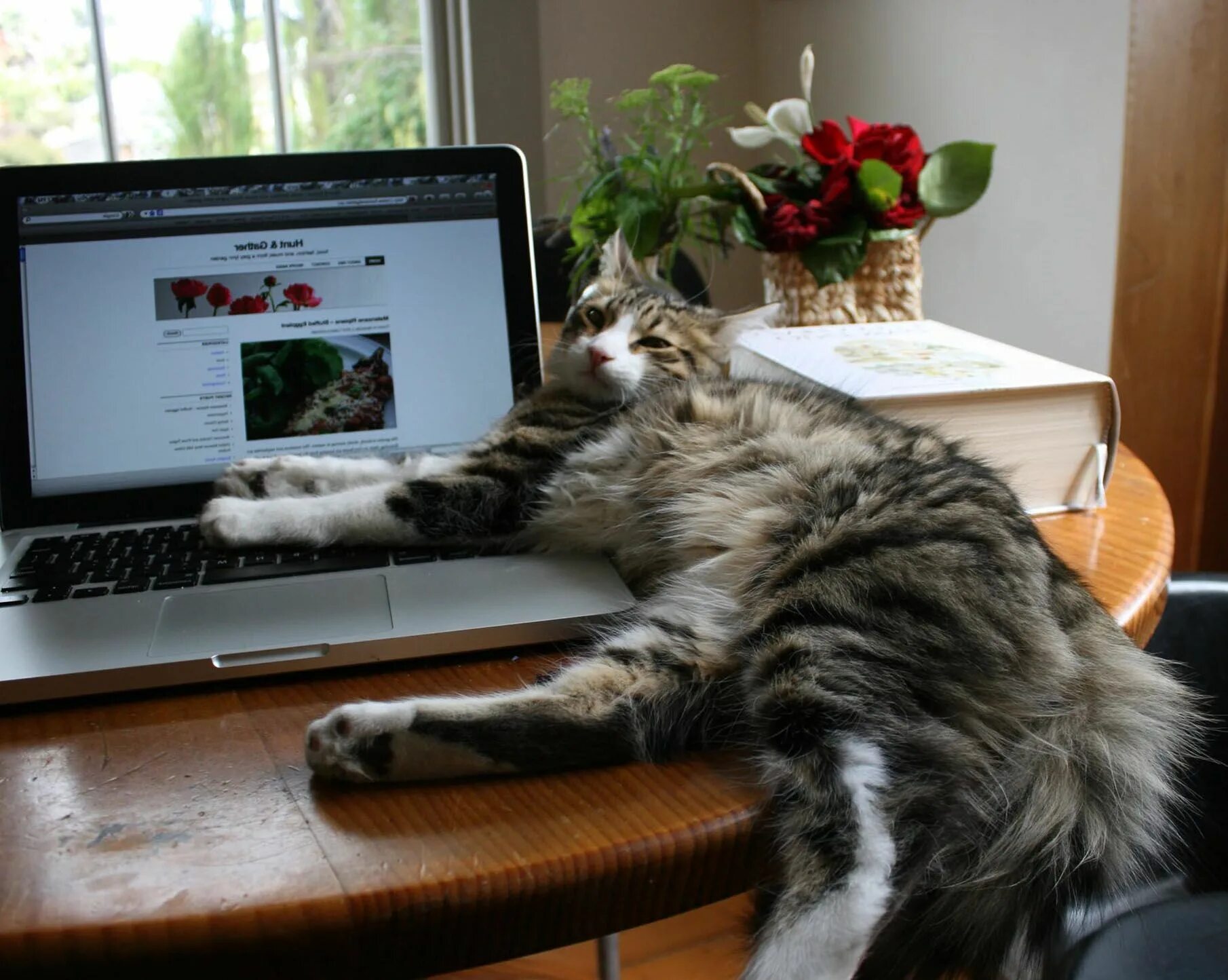 Смешная картинка компьютера. Котенок за компьютером. Кошка и компьютер. Кот с ноутбуком. Котик с компьютером.