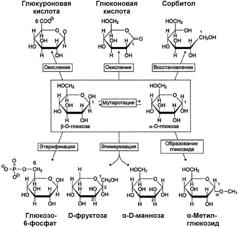 Окисление фруктозы последовательность. Глюконовая кислота в циклической форме. Образование глюкуроновой кислоты из Глюкозы реакция. D глюконовая кислота циклическая форма. Синтез глюкуроновой кислоты из Глюкозы.