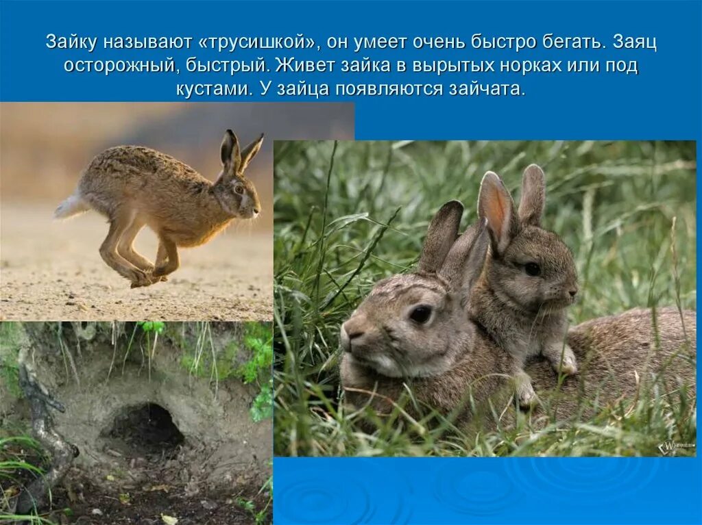 Почему зайчат называют. Почему зайца называют трусишкой. Заяц-Русак. Быстрый как заяц. Почему заяц трусливый.