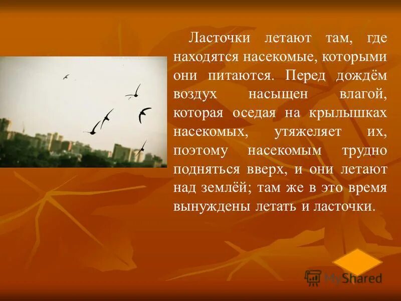 пейзаж перед дождем. поле после дождя. ласточки перед дождем. природа перед грозой. почему перед дождем.