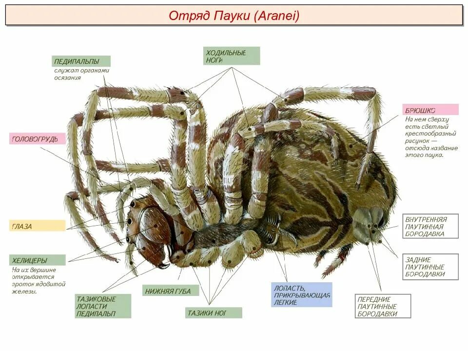 Паукообразные схема. Строение паука крестовика. Внешнее строение паука с брюшной стороны. Внешнее строение паука. Внешнее строение паука биология.