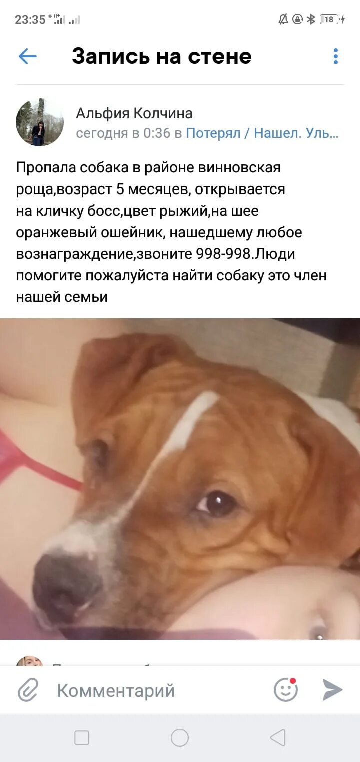Найдена собака Ульяновск. Девочка скинула собаку. Девочка сбросила собаку.