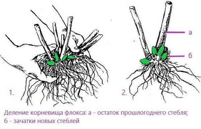 Флоксы посадка корневищем. Размножение флокса делением куста. размножения флокса метельчатого деления куста. размножение флоксов корневыми черенками. флоксы делением куста осенью.