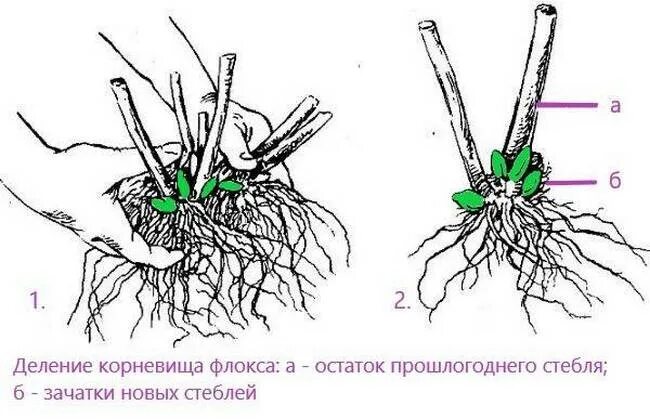 Корень флокса. Размножение флоксов делением куста. Размножение ирисов корневищем. Размножение ирисов делением корневища. Посадка флоксов корневищем.