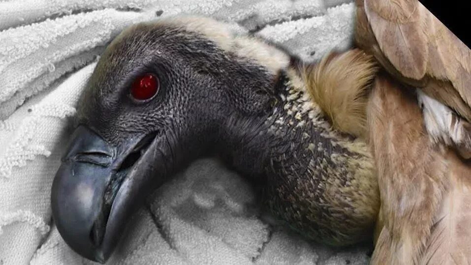 Упала птица. Животное падает замертво. фильм где замертво падают птицы и животные. при тебе замертво падает птица.