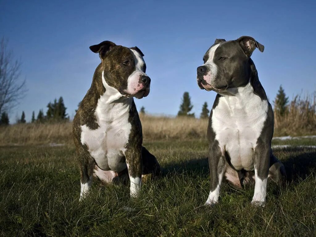 Pit bull terriers виды. Американский стаффордширский терьер. Американскийстафоршиский терьер. Ам стаффордширский терьер. Стаффордширский терьер амстафф.