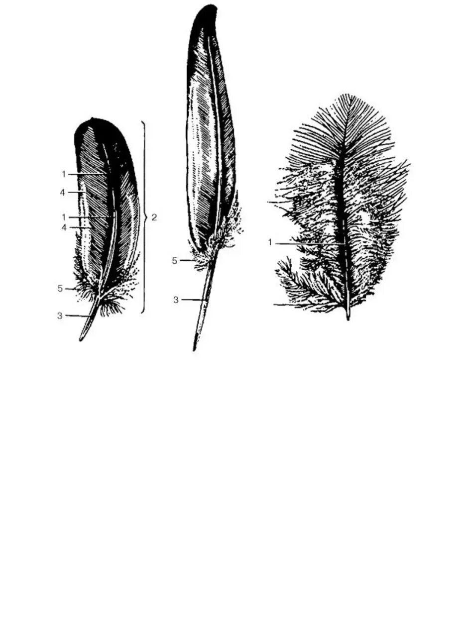 Сравнение контурного и пухового пера размеры. Виды перьев. Пуховое перо строение. Перья птиц. Контурное перо.