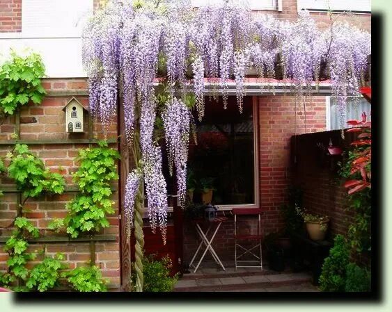 Вьющиеся растения : Parthenocissus quinquefolia-Виноград виргинский