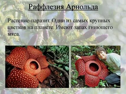 Раффлезия это паразит