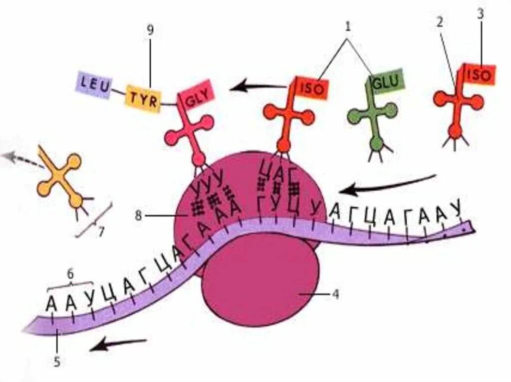 Схема синтеза белка в рибосоме трансляция. Трансляция Биосинтез белка схема. Синтез белка схема. Схема синтеза белка в рибосоме.
