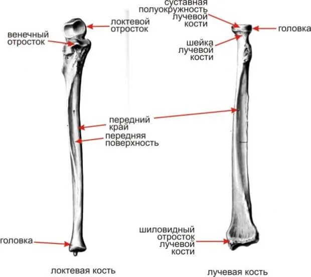 шиловидный о росток лучевой кости. кости предплечья локтевая кость. бугристость локтевой кости анатомия. шиловидные отростки лучевой и локтевой. веченый отросток лотквой ко ти.