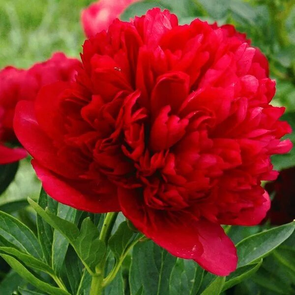 Diana parks фото - Arhids.ru