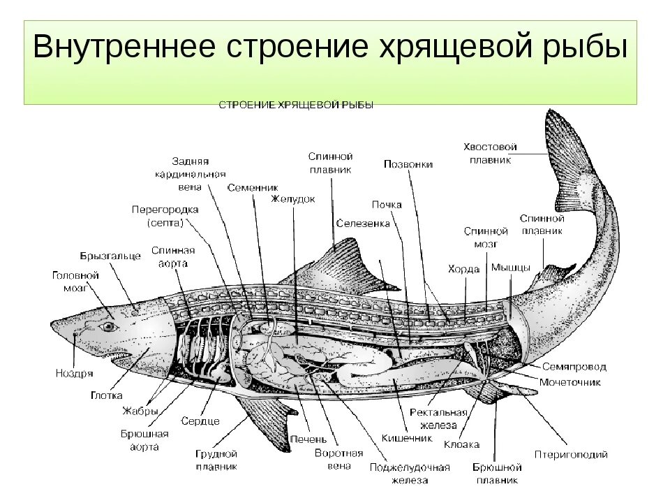 Класс хрящевые рыбы особенности внешнего строения