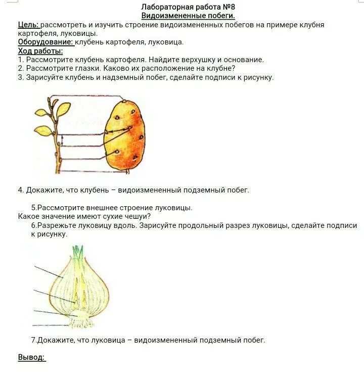 Строение луковицы 6 класс биология лабораторная. Внешнее строение клубня картофеля лабораторная. Строение клубня картофеля лабораторная. Строения клубня картофеля биология.