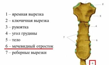 Перелом рукоятки грудины