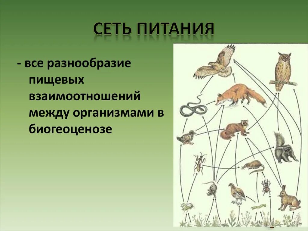 Урок пищевые связи в природных сообществах. Пищевая сеть это в биологии 9 класс. Пищевая цепь трофическая сеть. Трофические связи схема пищевых связей. Цепь питания БГЦ.