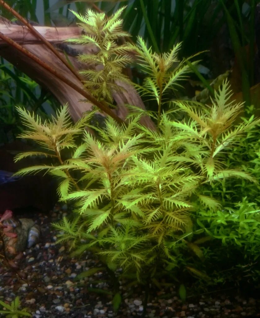 прозерпинака палюстрис. прозерпинака болотная аквариумное растение. прозерпинака палюстрис. прозерпинака болотная палюстрис. прозерпинака палюстрис.