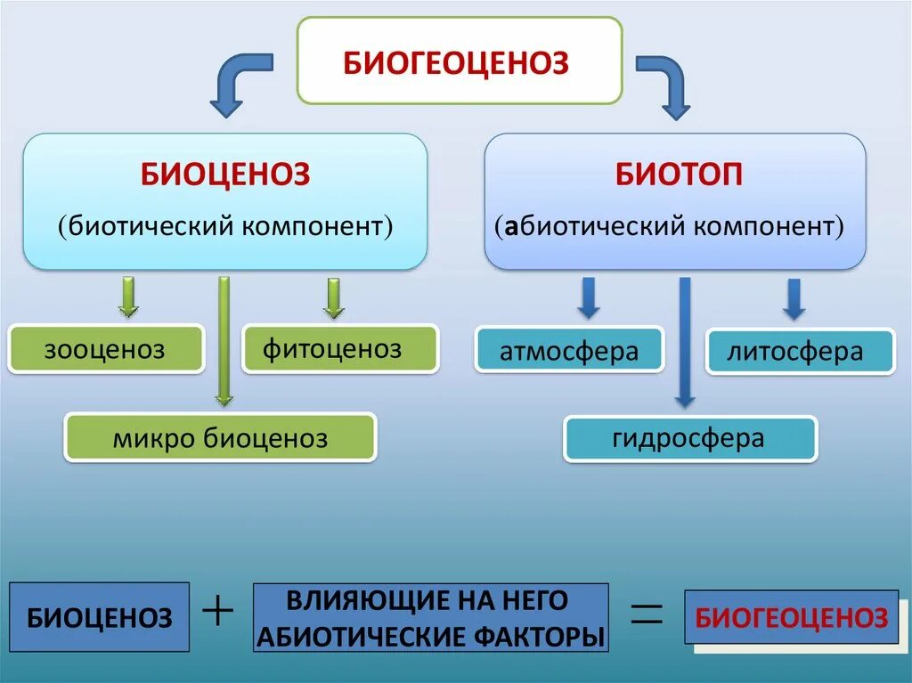 Биоценоз и биогеоценоз. Структура экосистемы. Биогеоценоз биотоп. Биотоп и биоценоз. Важнейшая составная часть живого организма