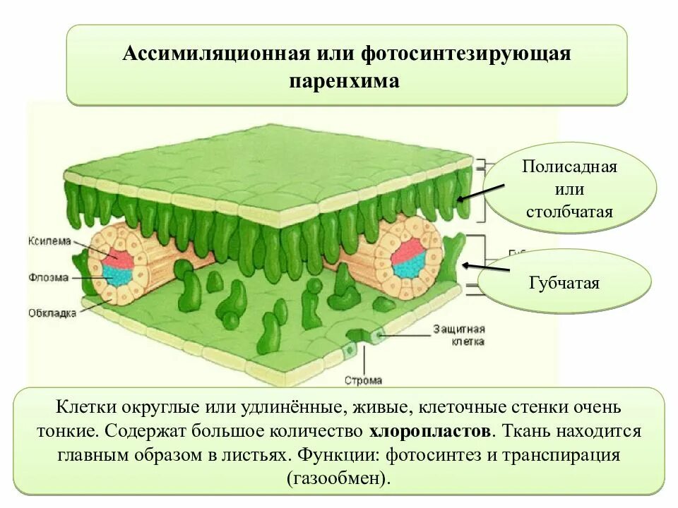Ассимиляционная ткань паренхима. Губчатая столбчатая ткань ткани растений. Клетки фотосинтезирующей ткани растений. Ассимиляционная ткань растений.