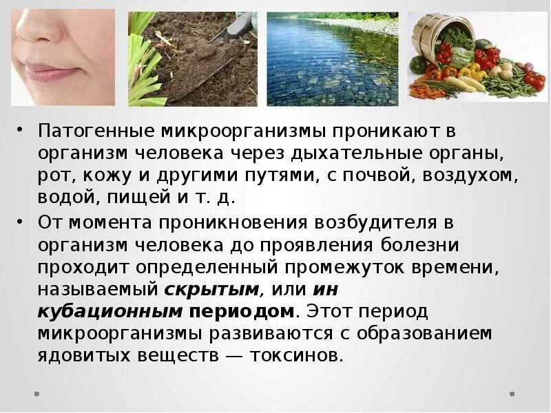 Облигатно-патогенные микроорганизмы это. Микроорганизмы на поверхности кожи. Нормальная микрофлора кожи микробиология. Патогенные микроорганизмы кожи человека. Патогенные микроорганизмы кожи человека.
