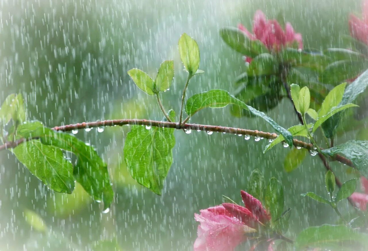 Весенний дождь. Дождь весной. Весенний дождик.