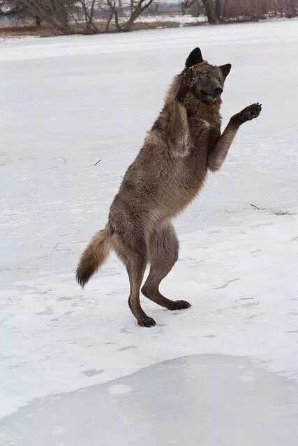 Где волк танцует. Танцующий с волками. Волк танцует. Танцующие волки. Пляшущий с волками.